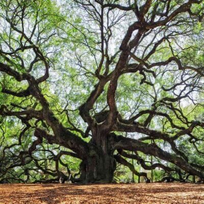 Marketing Consulting